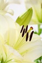 Beautiful white flower closeup daylilies. Royalty Free Stock Photo