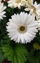 Beautiful white flower with a couple flaws but that& x27;s what makes it beautiful