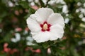 A beautiful white flower - detail