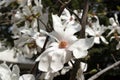 A beautiful white flower - detail