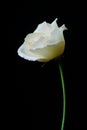 Beautiful white flower, eustoma, lisianthus or prairie gentian