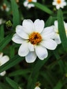 srilanka Flower in hagala garden