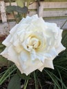 beautiful white rose flower in the fragrant garden Royalty Free Stock Photo