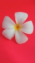 Beautiful white flower of frangipani flower on red background. Royalty Free Stock Photo