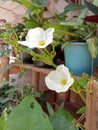 Beautiful White flower in Garden