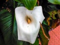 White flower in the garden for decoration