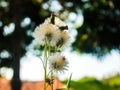 Beautiful white flower in the garden, outdoor photo