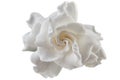 Beautiful white flower gardenia on White background