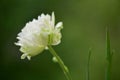 Beautiful white flower on green background