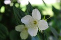 A beautiful white flower with a green background like a mirror. Philadelphus coronarius, sweet mock-orange, English dogwood Royalty Free Stock Photo