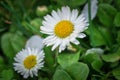 Beautiful white flower in green grass. chamomile Royalty Free Stock Photo