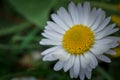 Beautiful white flower in green grass. chamomile Royalty Free Stock Photo