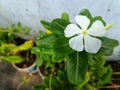 Beautiful white flower and the green leaves natur