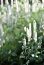 A beautiful white flower with green plants background. Royalty Free Stock Photo