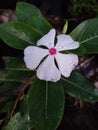 a beautiful white flower has bloomed, with a dark background, taken in the morning