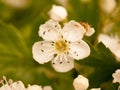 A beautiful white flower head close up macro in spring on a tree Royalty Free Stock Photo