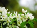 Beautiful white flower Royalty Free Stock Photo