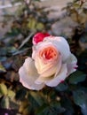 Beautiful white flower jpg image Branch and leaf beautiful picture