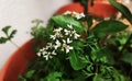 Beautiful white flower and Leaves of Coriander grow in a house garden pot