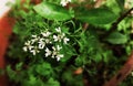 Beautiful white flower and Leaves of Coriander grow in a house garden pot