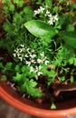 Beautiful white flower and Leaves of Coriander grow in a house garden pot