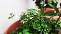 Beautiful white flower and Leaves of Coriander grow in a house garden pot