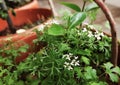 Beautiful white flower and Leaves of Coriander grow in a house garden pot