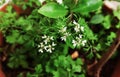 Beautiful white flower and Leaves of Coriander grow in a house garden pot