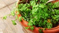 Beautiful white flower and Leaves of Coriander grow in a house garden pot