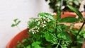 Beautiful white flower and Leaves of Coriander grow in a house garden pot