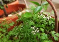 Beautiful white flower and Leaves of Coriander grow in a house garden pot