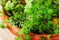 Beautiful white flower and Leaves of Coriander grow in a house garden pot