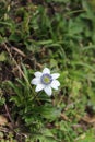 Beautiful white flower in lush green Forest at Malana,Kutla,kasol, Himachal Pradesh, India Royalty Free Stock Photo