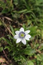 Beautiful white flower in lush green Forest at Malana,Kutla,kasol, Himachal Pradesh, India Royalty Free Stock Photo