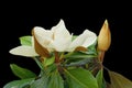 Beautiful white flower of magnolia with bud and green leaves isolated on black background Royalty Free Stock Photo