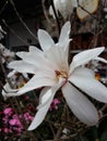 Beautiful White flower, magnolia kobus Royalty Free Stock Photo