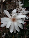 Beautiful White flower, magnolia kobus Royalty Free Stock Photo