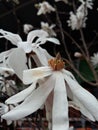 Beautiful White flower, magnolia kobus Royalty Free Stock Photo