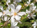 Beautiful white flower of Magnolia Kobus Royalty Free Stock Photo