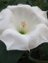 Beautiful White flower