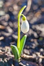 Beautiful white flower one Snowdrop close up, bokeh background, soft focus. First spring flower Galantus Rivalis. Royalty Free Stock Photo