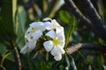 BEAUTIFUL WHITE FLOWER