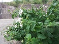 Beautiful White flower