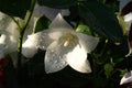 Beautiful white flower of Platycodon grandiflorus (Balloon Flower, Chinese bellflower) in full bloom, closeup
