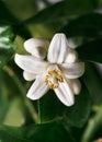 Beautiful white flower of pomelo citrus fruit on the branch of the tree with green leaves.