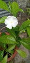 A beautiful white flower in a pot