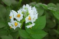 Beautiful white flower of potato on background of foliag Royalty Free Stock Photo