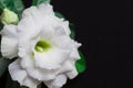 Beautiful white flower rose or adenium on black background with copy space for text Royalty Free Stock Photo