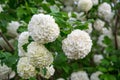 Blooming white hydrangeas Hydrangea arborescens , white blossoms in the garden. White bush with green leaves