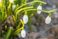 Beautiful white flower Snowdrop close up, bokeh background, soft focus. First spring flower Galanthus Rivalis. Royalty Free Stock Photo